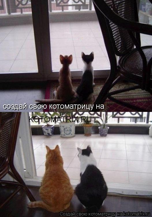 создай свою котоматрицу на KOTOMATRIX.RU... Котоматрица: создай свою котоматрицу на KOTOMATRIX.RU