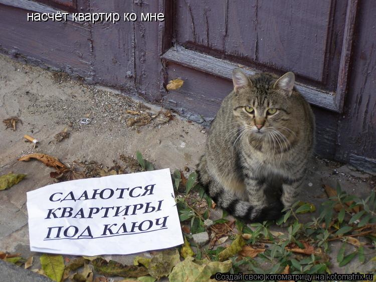 насчёт квартир ко мне... Котоматрица: насчёт квартир ко мне
