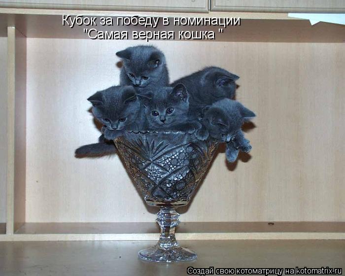 Кубок за победу в номинации "Самая верная кошка "... Котоматрица: Кубок за победу в номинации "Самая верная кошка "