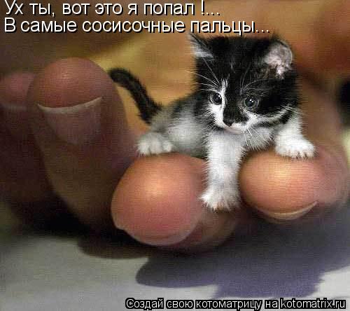 Ух ты, вот это я попал !... В самые сосисочные пальцы...... Котоматрица: Ух ты, вот это я попал !... В самые сосисочные пальцы...