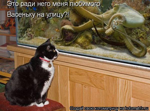 Это ради него меня любимого Васеньку на улицу?!... Котоматрица: Это ради него меня любимого Васеньку на улицу?!