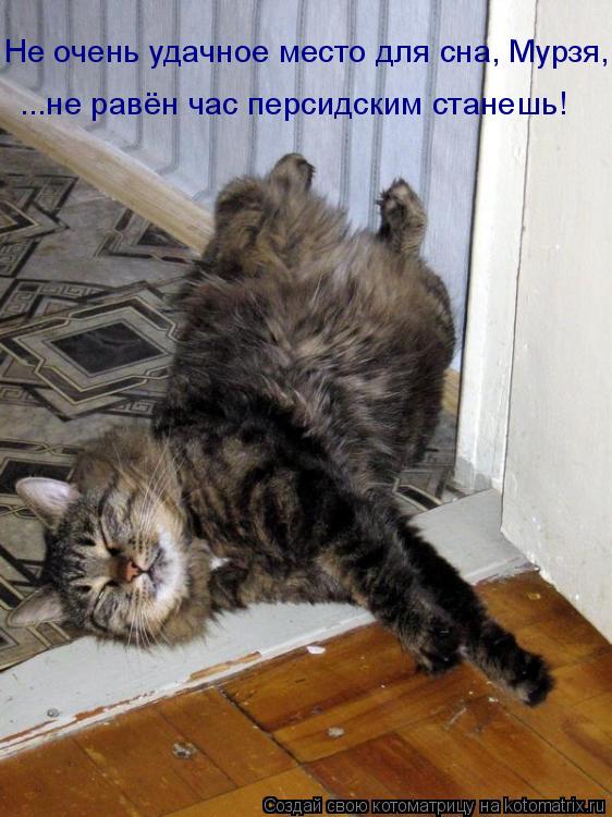 Не очень удачное место для сна, Мурзя, ...не равён час персидским станешь!... Котоматрица: Не очень удачное место для сна, Мурзя, ...не равён час персидским станешь!