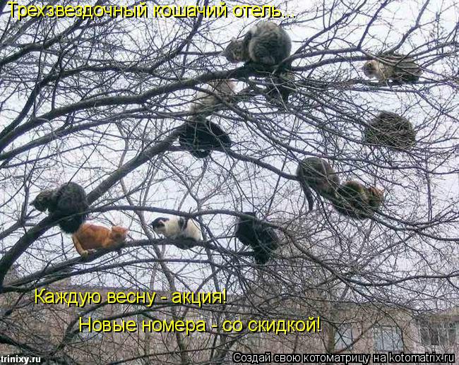 Трехзвездочный кошачий отель... Каждую весну - акция! Новые номера - со скидкой!... Котоматрица: Трехзвездочный кошачий отель... Каждую весну - акция! Новые номера - со скидкой!