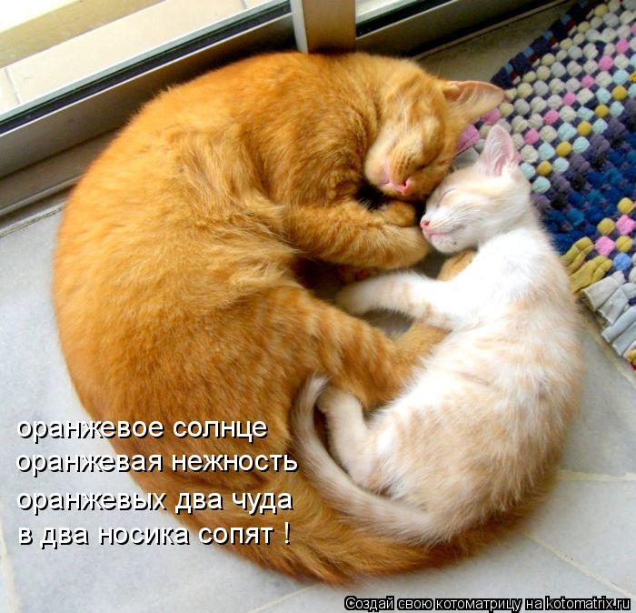 оранжевое солнце оранжевая нежность оранжевых два чуда в два носика сопят !... Котоматрица: оранжевое солнце оранжевая нежность оранжевых два чуда в два носика сопят !
