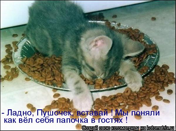 как вёл себя папочка в гостях ! - Ладно, Пушочек, вставай ! Мы поняли... Котоматрица: как вёл себя папочка в гостях ! - Ладно, Пушочек, вставай ! Мы поняли