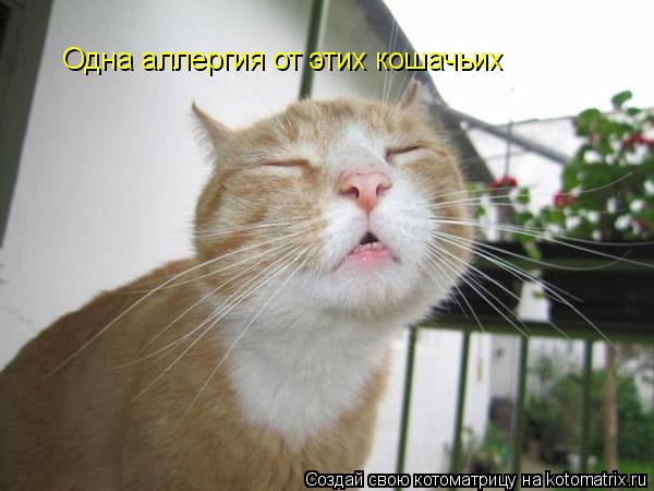 Одна аллергия от этих кошачьих... Котоматрица: Одна аллергия от этих кошачьих
