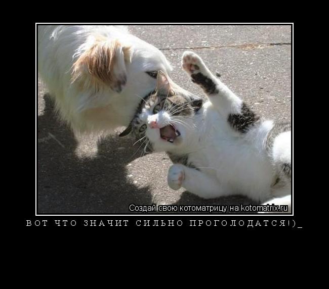 Котоматрица: ВОТ что значит сильно проголодатся!)_ 