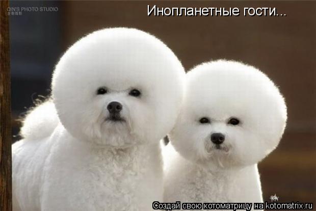 Инопланетные гости...... Котоматрица: Инопланетные гости...