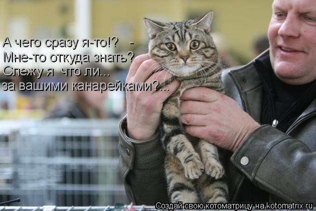 А чего сразу я-то!? - Мне-то откуда знать? Слежу я что ли... за вашими канарейками?...... Котоматрица: А чего сразу я-то!? - Мне-то откуда знать? Слежу я что ли... за вашими канарейками?...