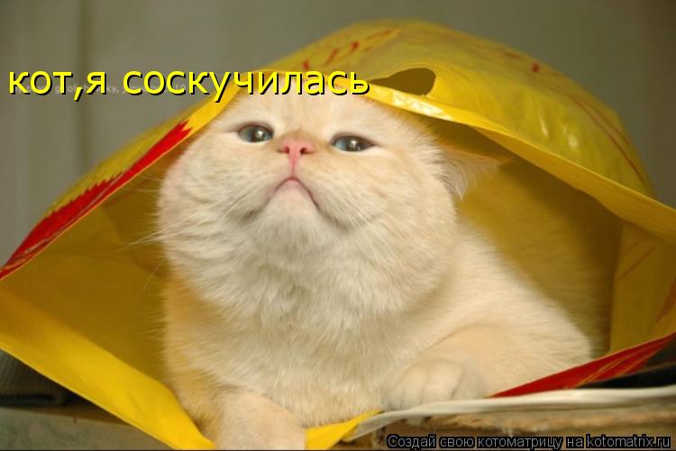 кот,я соскучилась... Котоматрица: кот,я соскучилась