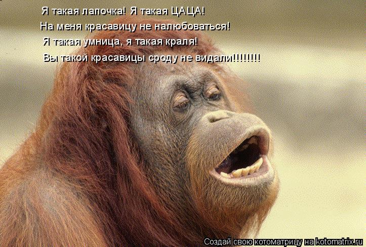 Котоматрица: Я такая лапочка! Я такая ЦАЦА!  На меня красавицу не налюбоваться! Я такая умница, я такая краля! Вы такой красавицы сроду не видали!!!!!!!!