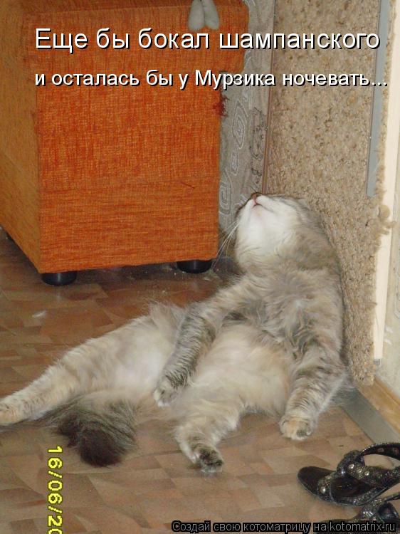 Еще бы бокал шампанского и осталась бы у Мурзика ночевать...... Котоматрица: Еще бы бокал шампанского и осталась бы у Мурзика ночевать...