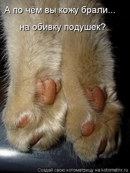 А по чём вы кожу брали... на обивку подушек?... Котоматрица: А по чём вы кожу брали... на обивку подушек?
