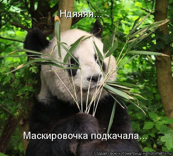 Маскировочка подкачала... Ндяяяя...... Котоматрица: Маскировочка подкачала... Ндяяяя...