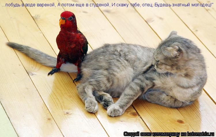 ...побудь в воде вареной, А потом еще в студеной, И скажу тебе, отец, Будешь знатный молодец!"... Котоматрица: ...побудь в воде вареной, А потом еще в студеной, И скажу тебе, отец, Будешь знатный молодец!"