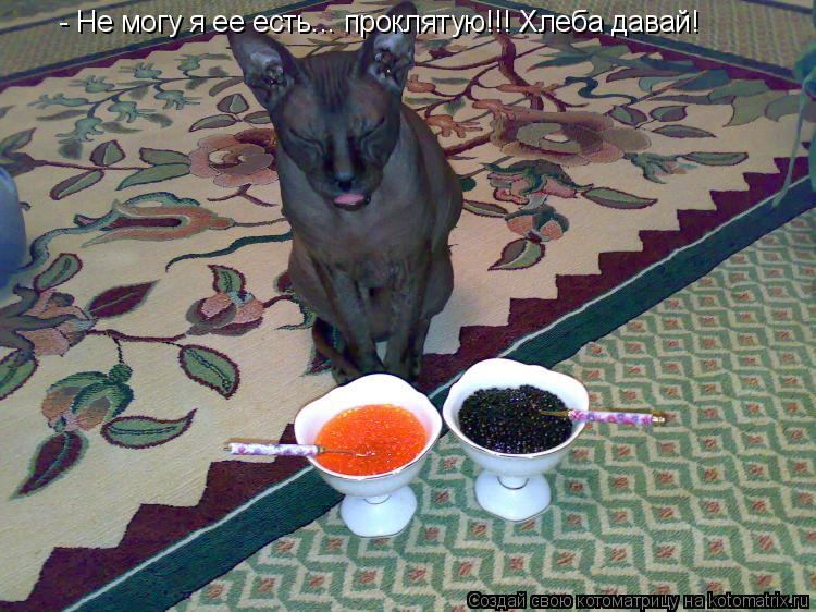 - Не могу я ее есть... проклятую!!! Хлеба давай!... Котоматрица: - Не могу я ее есть... проклятую!!! Хлеба давай!