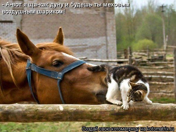 - А-вот я ща-как дуну и будешь ты меховым воздушным шариком!... Котоматрица: - А-вот я ща-как дуну и будешь ты меховым воздушным шариком!