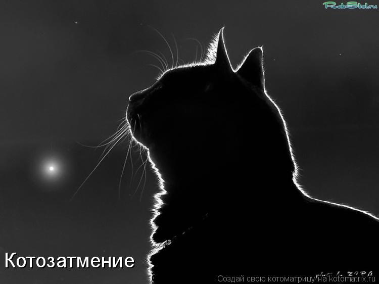 Котозатмение... Котоматрица: Котозатмение