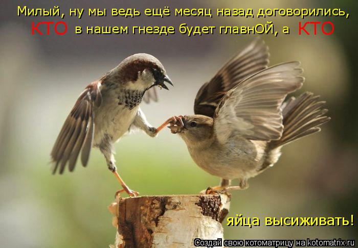 Милый, ну мы ведь ещё месяц назад договорились, КТО в нашем гнезде будет главнОЙ, а КТО яйца высижива... Котоматрица: Милый, ну мы ведь ещё месяц назад договорились, КТО в нашем гнезде будет главнОЙ, а КТО яйца высиживать!