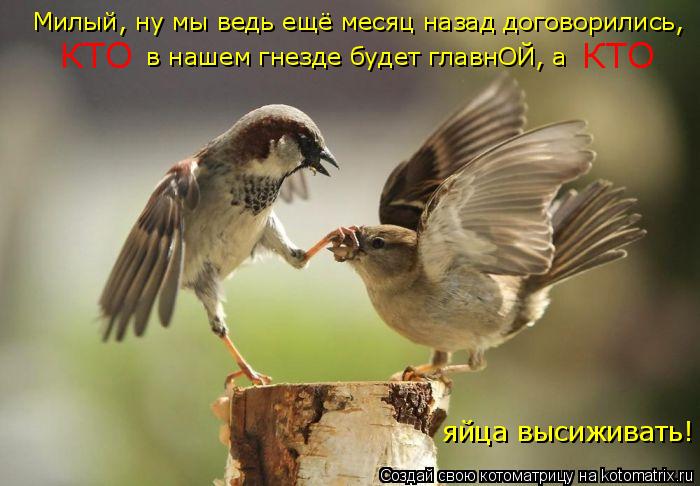 Котоматрица: Милый, ну мы ведь ещё месяц назад договорились, КТО в нашем гнезде будет главнОЙ, а КТО яйца высиживать!