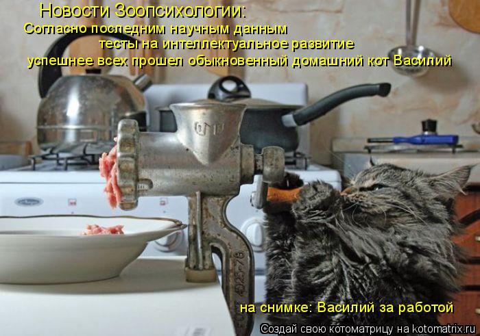 Новости Зоопсихологии: Согласно последним научным данным тесты на интеллектуальное развитие успешнее ... Котоматрица: Новости Зоопсихологии: Согласно последним научным данным тесты на интеллектуальное развитие успешнее всех прошел обыкновенный домашний