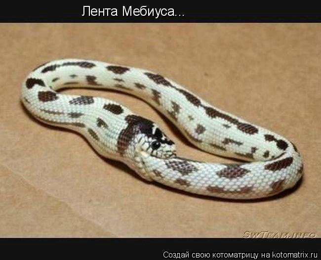 Лента Мебиуса...... Котоматрица: Лента Мебиуса...