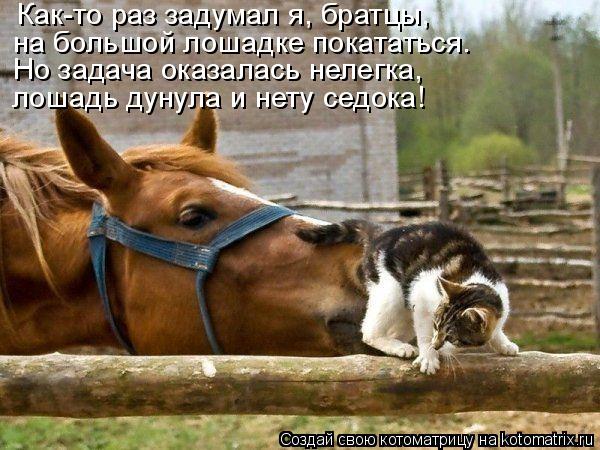 Котоматрица: Как-то раз задумал я, братцы, на большой лошадке покататься. Но задача оказалась нелегка, лошадь дунула и нету седока!