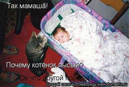 Так мамаша! Почему котёнок лысый? Он что другой породы?... Котоматрица: Так мамаша! Почему котёнок лысый? Он что другой породы?