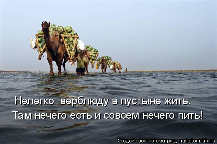 Нелегко верблюду в пустыне жить. Там нечего есть и совсем нечего пить!... Котоматрица: Нелегко верблюду в пустыне жить. Там нечего есть и совсем нечего пить!