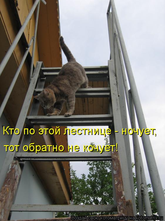 Кто по этой лестнице - ночует, тот обратно не кочует!... Котоматрица: Кто по этой лестнице - ночует, тот обратно не кочует!