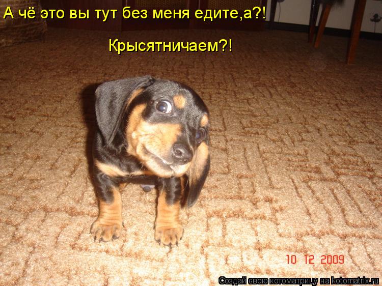 А чё это вы тут без меня едите,а?! Крысятничаем?!... Котоматрица: А чё это вы тут без меня едите,а?! Крысятничаем?!