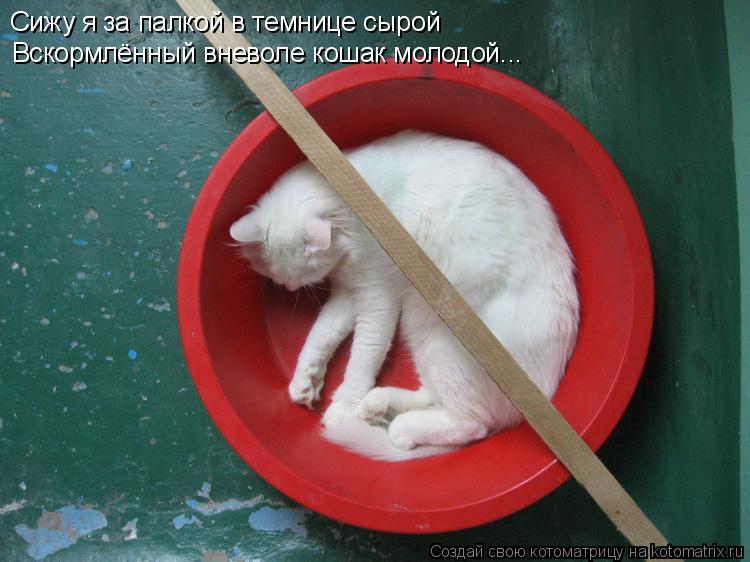 Сижу я за палкой в темнице сырой Вскормлённый вневоле кошак молодой...... Котоматрица: Сижу я за палкой в темнице сырой Вскормлённый вневоле кошак молодой...