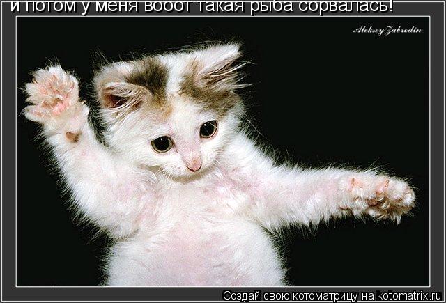 и потом у меня вооот такая рыба сорвалась!... Котоматрица: и потом у меня вооот такая рыба сорвалась!