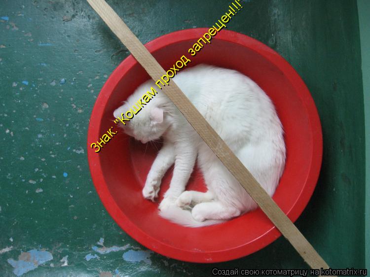 3нак: "Кошкам проход запрещен!!!"... Котоматрица: 3нак: "Кошкам проход запрещен!!!"
