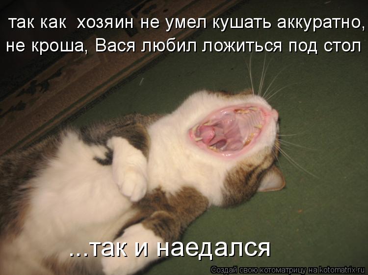 так как хозяин не умел кушать аккуратно, не кроша, Вася любил ложиться под стол ...так и наедался... Котоматрица: так как хозяин не умел кушать аккуратно, не кроша, Вася любил ложиться под стол ...так и наедался