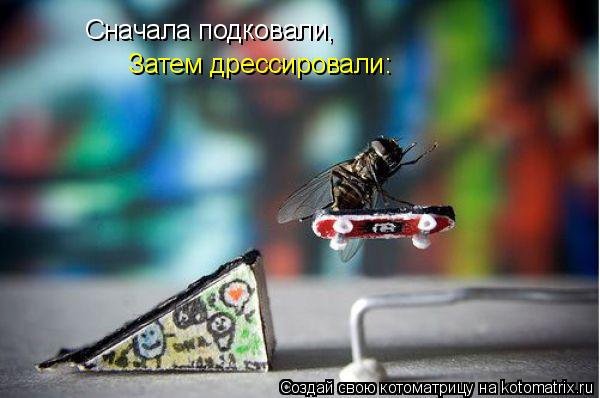 Сначала подковали, Затем дрессировали:... Котоматрица: Сначала подковали, Затем дрессировали: