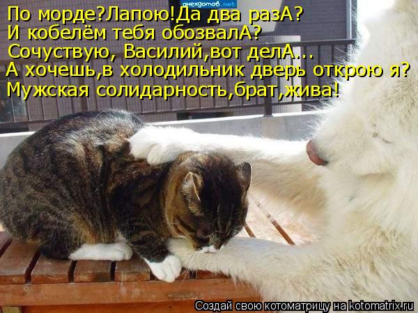 По морде?Лапою!Да два разА? И кобелём тебя обозвалА? Сочуствую, Василий,вот делА... А хочешь,в холоди... Котоматрица: По морде?Лапою!Да два разА? И кобелём тебя обозвалА? Сочуствую, Василий,вот делА... А хочешь,в холодильник дверь открою я? Мужская солидарност