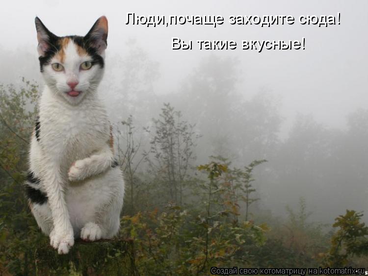 Люди,почаще заходите сюда! Вы такие вкусные!... Котоматрица: Люди,почаще заходите сюда! Вы такие вкусные!