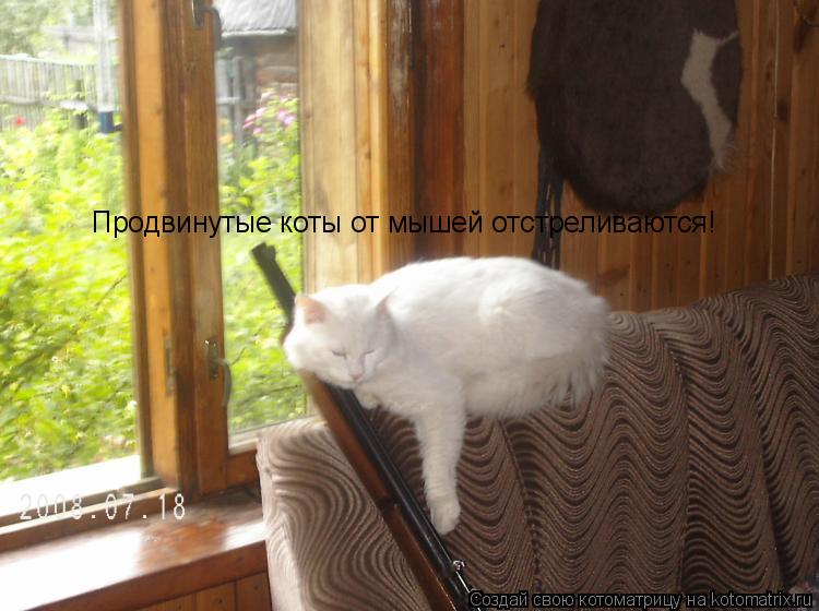 Продвинутые коты от мышей отстреливаются!... Котоматрица: Продвинутые коты от мышей отстреливаются!