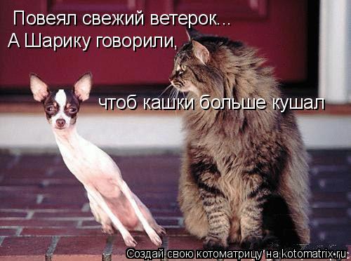 Повеял свежий ветерок... А Шарику говорили, чтоб кашки больше кушал... Котоматрица: Повеял свежий ветерок... А Шарику говорили, чтоб кашки больше кушал