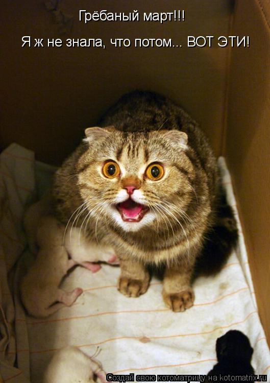 Грёбаный март!!! Я ж не знала, что потом... ВОТ ЭТИ!... Котоматрица: Грёбаный март!!! Я ж не знала, что потом... ВОТ ЭТИ!