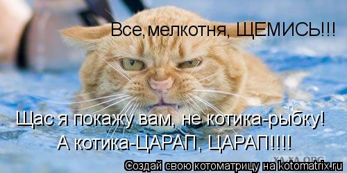 Все,мелкотня, ЩЕМИСЬ!!! Щас я покажу вам, не котика-рыбку! А котика-ЦАРАП, ЦАРАП!!!!... Котоматрица: Все,мелкотня, ЩЕМИСЬ!!! Щас я покажу вам, не котика-рыбку! А котика-ЦАРАП, ЦАРАП!!!!