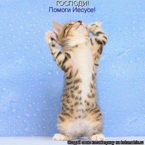 ГОСПОДИ! Помоги Иесусе!... Котоматрица: ГОСПОДИ! Помоги Иесусе!