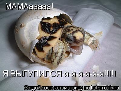 МАМАааааа! Я ВЫЛУПИЛСЯ-я-я-я-я-я-я!!!!!... Котоматрица: МАМАааааа! Я ВЫЛУПИЛСЯ-я-я-я-я-я-я!!!!!