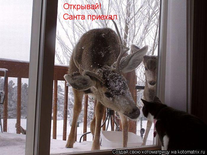 Открывай! Санта приехал... Котоматрица: Открывай! Санта приехал