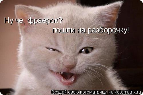 Ну че, фраерок? пошли на разборочку!... Котоматрица: Ну че, фраерок? пошли на разборочку!
