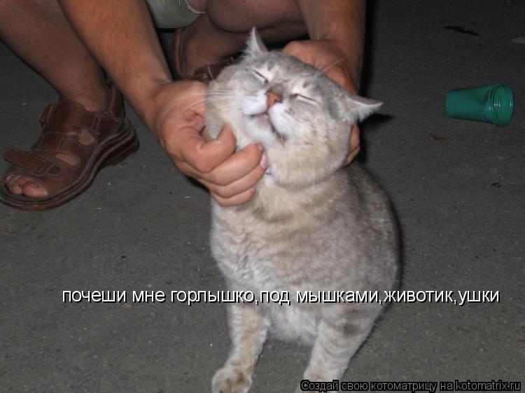 почеши мне горлышко,под мышками,животик,ушки... Котоматрица: почеши мне горлышко,под мышками,животик,ушки