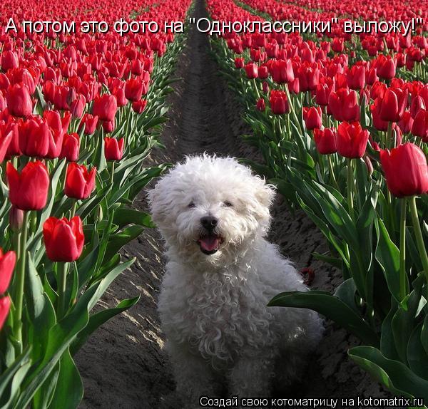 А потом это фото на "Одноклассники" выложу!"... Котоматрица: А потом это фото на "Одноклассники" выложу!"