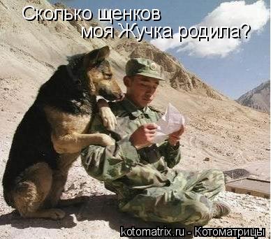 Сколько щенков моя Жучка родила?... Котоматрица: Сколько щенков моя Жучка родила?