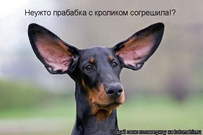 Неужто прабабка с кроликом согрешила!?... Котоматрица: Неужто прабабка с кроликом согрешила!?